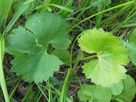 Ranunculus megacarpus / Big-Fruited Goldilocks, D Krumbach 8.5.2010