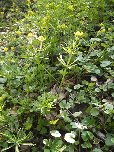 Ranunculus mosbachensis \ Mosbacher Gold-Hahnenfu / Mosbach Goldilocks, D Mosbach 16.4.2011
