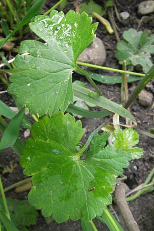 Ranunculus monacensis \ Mnchner Gold-Hahnenfu, D Olching 5.5.2012
