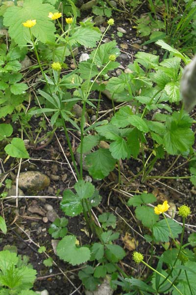 Ranunculus monacensis \ Mnchner Gold-Hahnenfu / Munich Goldilocks, D Olching 5.5.2012