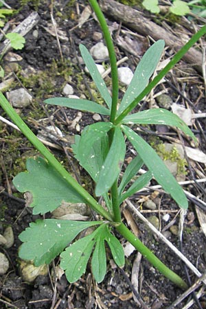 Ranunculus monacensis \ Mnchner Gold-Hahnenfu, D Olching 5.5.2012