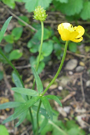 Ranunculus monacensis \ Mnchner Gold-Hahnenfu / Munich Goldilocks, D Olching 5.5.2012