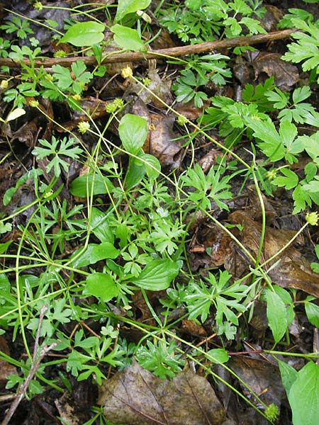 Ranunculus multisectus \ Vielteiliger Gold-Hahnenfu / Multipartite Goldilocks, D Reichertshausen 6.5.2012