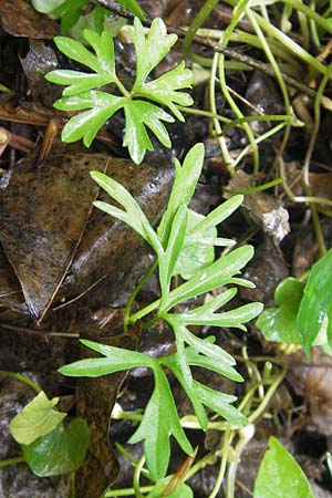 Ranunculus multisectus \ Vielteiliger Gold-Hahnenfu, D Reichertshausen 6.5.2012