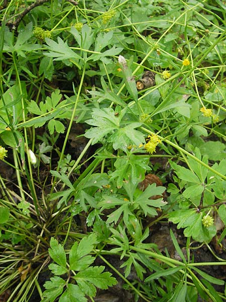 Ranunculus multisectus \ Vielteiliger Gold-Hahnenfu, D Reichertshausen 6.5.2012