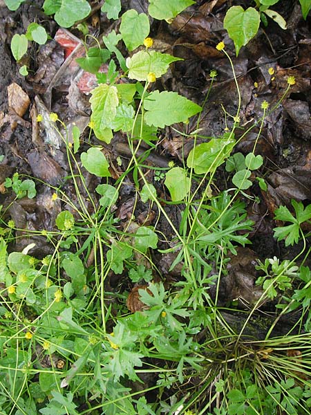 Ranunculus multisectus \ Vielteiliger Gold-Hahnenfu / Multipartite Goldilocks, D Reichertshausen 6.5.2012