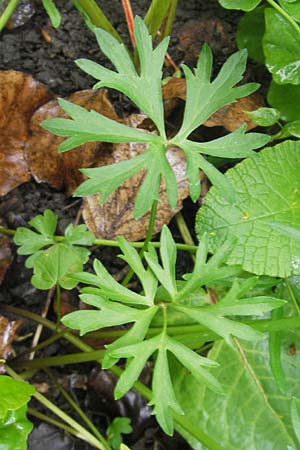 Ranunculus multisectus \ Vielteiliger Gold-Hahnenfu / Multipartite Goldilocks, D Reichertshausen 6.5.2012