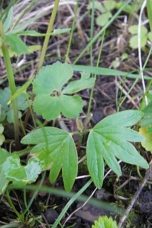 Ranunculus mergenthaleri \ Mergenthalers Gold-Hahnenfu, D Deuerling 6.5.2012