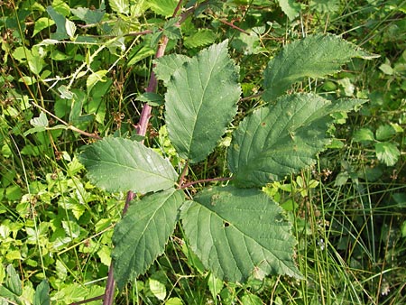 Rubus macrophyllus \ Breitblttige Brombeere, D Heidelberg 24.7.2013