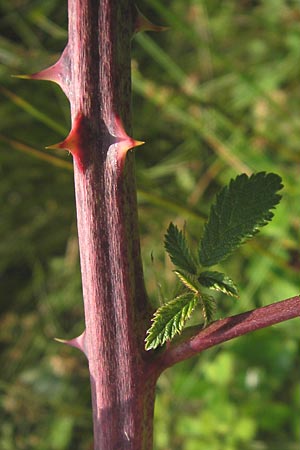 Rubus macrophyllus \ Breitblttige Brombeere / Large Leaved Bramble, D Heidelberg 24.7.2013