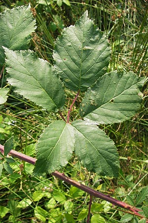 Rubus macrophyllus \ Breitblttige Brombeere, D Heidelberg 24.7.2013