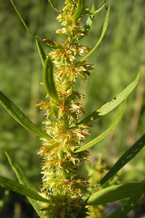 Rumex maritimus \ Ufer-Ampfer / Golden Dock, D Lampertheim 16.8.2013