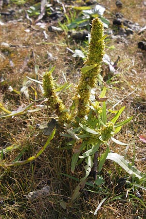 Rumex maritimus \ Ufer-Ampfer / Golden Dock, D Schwarzenborn 3.10.2013