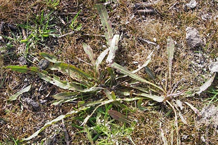 Rumex maritimus \ Ufer-Ampfer / Golden Dock, D Schwarzenborn 3.10.2013