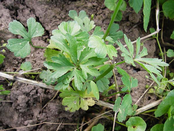 Ranunculus mosellanus \ Mosel-Gold-Hahnenfu / Moselle Goldilocks, D Mülheim an der Mosel 12.4.2014