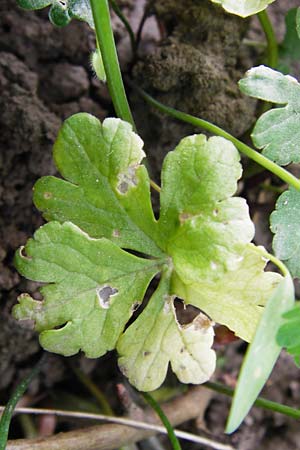 Ranunculus mosellanus \ Mosel-Gold-Hahnenfu / Moselle Goldilocks, D Mülheim an der Mosel 12.4.2014