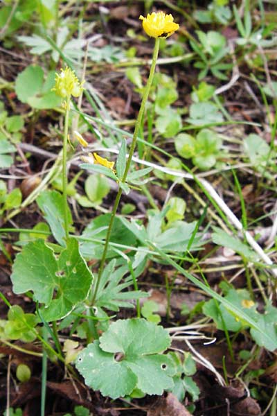 Ranunculus mergenthaleri \ Mergenthalers Gold-Hahnenfu / Mergenthaler's Goldilocks, D Deuerling 2.5.2014
