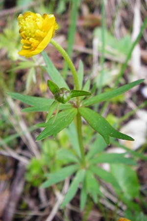 Ranunculus mergenthaleri \ Mergenthalers Gold-Hahnenfu, D Deuerling 2.5.2014