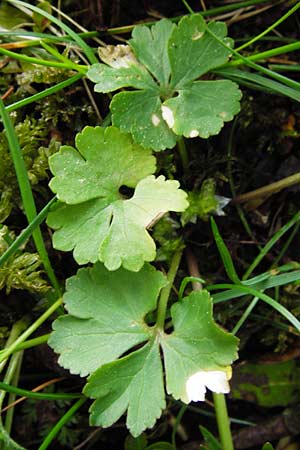 Ranunculus mergenthaleri \ Mergenthalers Gold-Hahnenfu, D Deuerling 2.5.2014