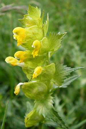 Rhinanthus minor \ Kleiner Klappertopf / Yellow-Rattle, D Ketsch 16.5.2014