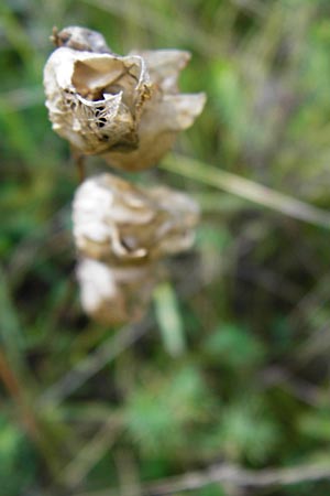 Rhinanthus minor \ Kleiner Klappertopf / Yellow-Rattle, D Ketsch 2.7.2014