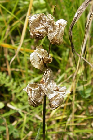 Rhinanthus minor \ Kleiner Klappertopf, D Wetzlar 5.7.2014