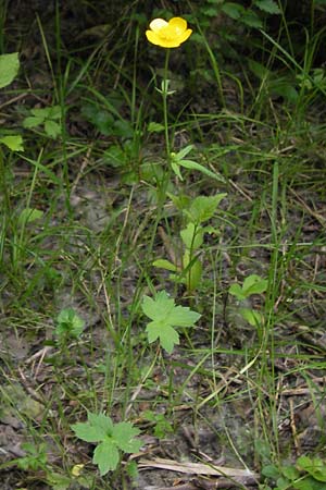 Ranunculus nemorosus \ Hain-Hahnenfu / Wood Buttercup, D Mannheim 17.7.2013