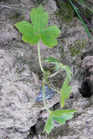 Ranunculus nemorosus ? \ Hain-Hahnenfu / Wood Buttercup, D Pforzheim 20.7.2013