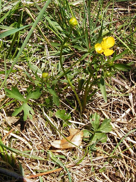 Ranunculus nicklesii \ Nickls' Gold-Hahnenfu, D Wassertrüdingen-Obermögersheim 29.3.2014