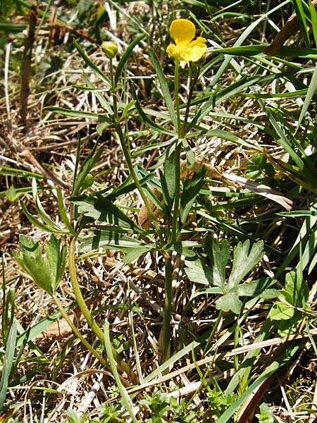 Ranunculus nicklesii \ Nickls' Gold-Hahnenfu / Nickls' Goldilocks, D Wassertrüdingen-Obermögersheim 29.3.2014