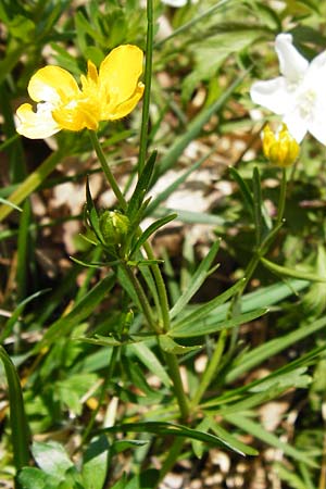 Ranunculus nicklesii \ Nickls' Gold-Hahnenfu / Nickls' Goldilocks, D Wassertrüdingen-Obermögersheim 29.3.2014