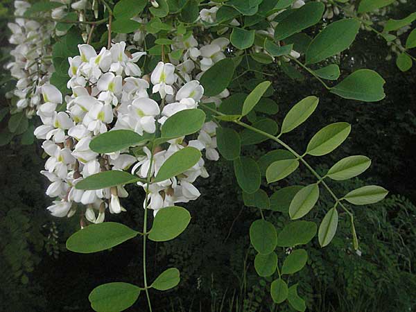 Robinia pseudoacacia \ Robinie / False Acacia, D Mannheim 17.5.2006