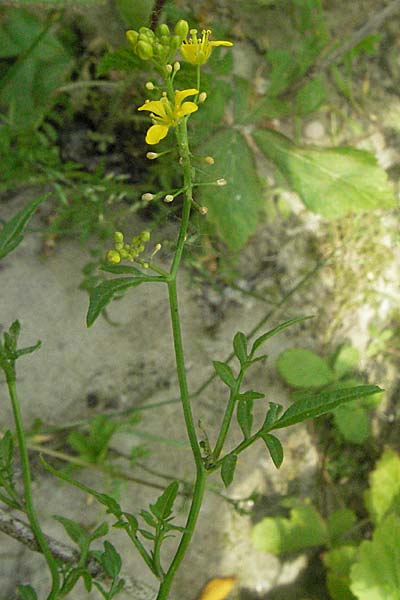 Rorippa sylvestris \ Wilde Sumpfkresse / Creeping Yellow-Cress, D Mannheim 15.6.2006