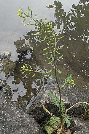 Rorippa palustris \ Gewhnliche Sumpfkresse / Marsh Yellow-Cress, D Odenwald, Fürth 25.6.2006