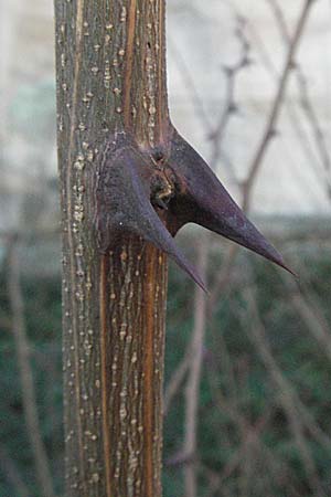 Robinia pseudoacacia / False Acacia, D Bad Dürkheim 4.2.2007