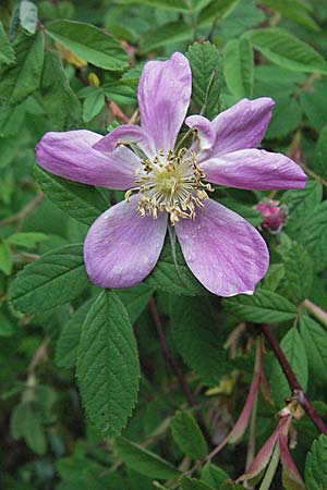 Rosa majalis \ Mai-Rose, Zimt-Rose / Cinnamon Rose, D Hurlach 5.5.2007