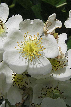 Rosa multiflora \ Vielbltige Rose, D Hemsbach 19.5.2007