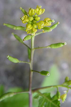 Rorippa palustris \ Gewhnliche Sumpfkresse / Marsh Yellow-Cress, D Karlsruhe 19.7.2008