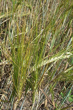 Hordeum vulgare / Six-Rowed Barley, D Eisenberg 17.8.2008