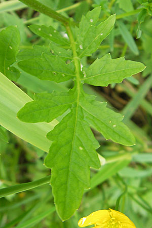 Rorippa x anceps \ Niederliegende Sumpfkresse, D Lampertheim 16.5.2009