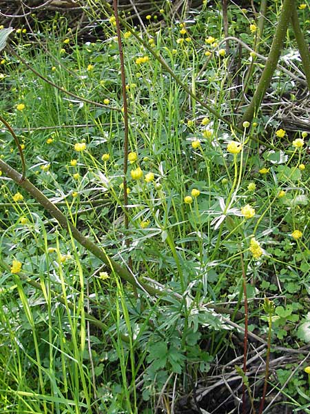 Ranunculus opimus \ Stattlicher Gold-Hahnenfu, Feister Gold-Hahnenfu / Portly Goldilocks, D Günzburg 8.5.2010
