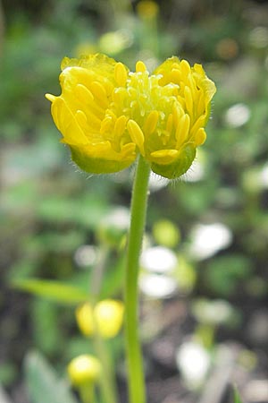 Ranunculus opimus \ Stattlicher Gold-Hahnenfu, Feister Gold-Hahnenfu, D Günzburg 8.5.2010