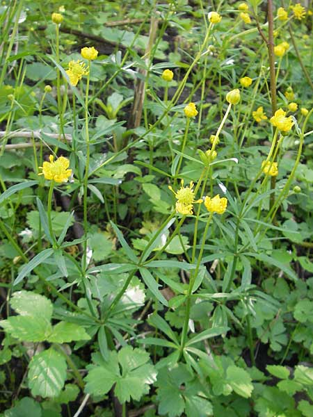 Ranunculus opimus \ Stattlicher Gold-Hahnenfu, Feister Gold-Hahnenfu, D Günzburg 8.5.2010