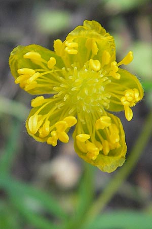 Ranunculus opimus \ Stattlicher Gold-Hahnenfu, Feister Gold-Hahnenfu, D Günzburg 8.5.2010