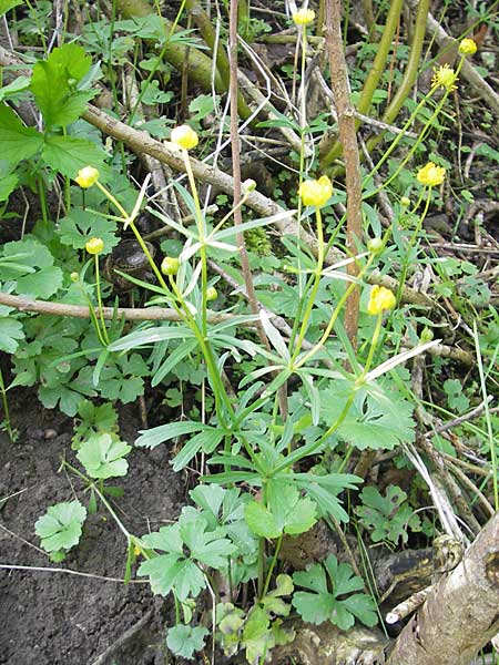 Ranunculus opimus \ Stattlicher Gold-Hahnenfu, Feister Gold-Hahnenfu, D Günzburg 8.5.2010