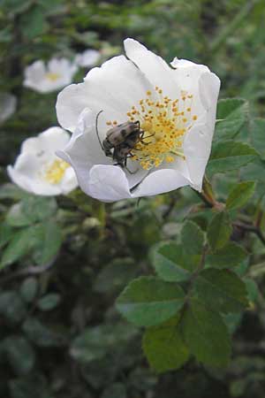 Rosa corymbifera \ Hecken-Rose / Thicket Dog Rose, D Heppenheim 10.6.2010