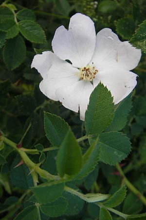 Rosa corymbifera / Thicket Dog Rose, D Heppenheim 10.6.2010