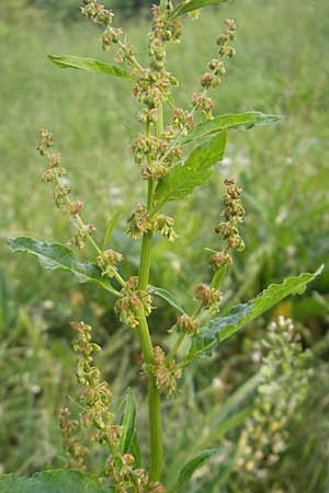 Rumex obtusifolius s.l. \ Stumpfblttriger Ampfer / Broad-Leaved Dock, D Hemsbach 11.5.2011