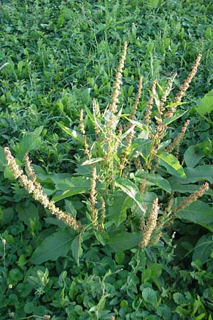 Rumex obtusifolius subsp. transiens \ Mittlerer Stumpfblatt-Ampfer / Intermediate Broad-Leaved Dock, D Östringen 1.9.2011