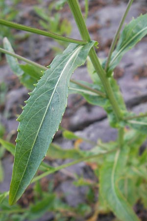 Rorippa austriaca \ sterreicher Sumpfkresse / Austrian Yellow-Cress, D Altrip 1.5.2012